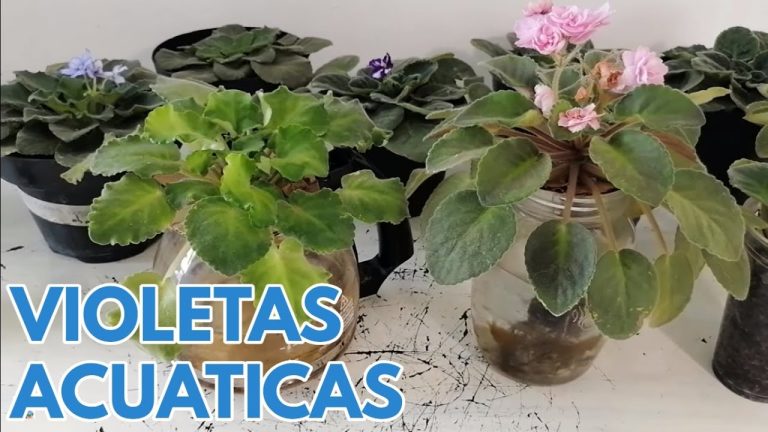 Descubre Los Sorprendentes Usos Del Agua De Violeta En Tu Rutina Diaria