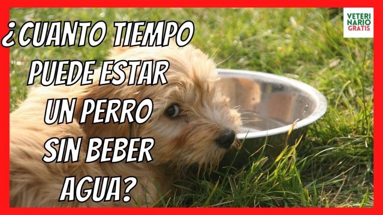 ¿sabes Cuánto Tiempo Puede Aguantar Un Perro Sin Beber Agua