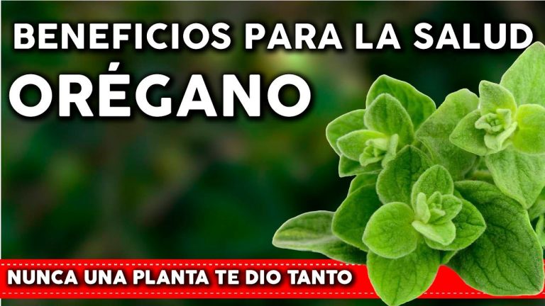 Descubre cómo el agua de orégano beneficia la salud de los bebés